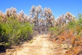 Burnt eucalyptus forest in Portugal Royalty Free Stock Photo