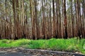 Burnt Eucalyptus forest resurging Royalty Free Stock Photo