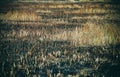 Burnt fields and dry grass Royalty Free Stock Photo