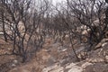 Burnt Forest