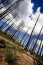 Burnt forest Royalty Free Stock Photo