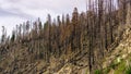 Burnt forest as result of the 2018 Ferguson wildfire in Yosemite National Park, Sierra Nevada Mountains, California; this is