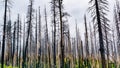 Burnt forest as result of the 2018 Ferguson wildfire in Yosemite National Park, Sierra Nevada Mountains, California; this is