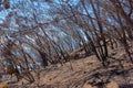 A burnt forest after a bush fire on Table Mountain, Cape Town, South Africa. Lots of tall pine trees destroyed in a Royalty Free Stock Photo