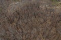 Burnt forest after bushfires in Australia