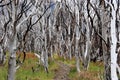 Burnt forest charred by ghostly trees - Torres del Paine - Chilean Patagonia Royalty Free Stock Photo