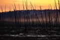 Burnt pine trunks after a forest fire Sunny sunset