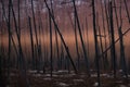 Burnt pine trunks after a forest fire Sunny sunset