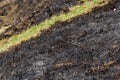 Burnt forest floor undergrowth with grass and ash, forest fire. Burning grass in the spring is a serious environmental problem Royalty Free Stock Photo