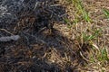 Burnt forest floor undergrowth with grass and ash, forest fire. Burning grass in the spring is a serious environmental problem Royalty Free Stock Photo