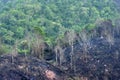 Burnt forest on mountain