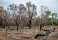 Burnt forest remains after bushfire in Yanchep National Park Royalty Free Stock Photo