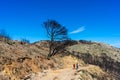 Burnt forest on trail to the peak Mijas