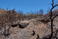 Burnt forest trees from bushfire in remote woods. Destruction aftermath, deforestation from uncontrollable nature