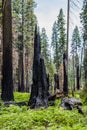 Burnt giant sequoia tree Sequoiadendron giganteum in Sequoia Nat Royalty Free Stock Photo