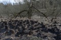 Burnt grass and charred bushes after fire