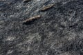 Burnt grass in the field after the big fire Royalty Free Stock Photo