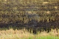Burnt grass in the field after the fire. Close up. Royalty Free Stock Photo