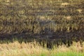 Burnt grass in the field after the fire. Close up.