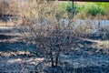 Burnt grass, landscape fire Royalty Free Stock Photo