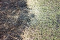 Burnt grass in spring ,Closeup Royalty Free Stock Photo