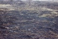 Burnt grass in spring ,Closeup