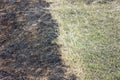 Burnt grass in spring ,Closeup Royalty Free Stock Photo
