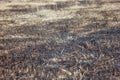 Burnt grass in spring ,Closeup Royalty Free Stock Photo