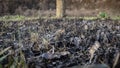 Burnt ground, charred grass and ash after a forest fire. Royalty Free Stock Photo
