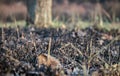 Burnt ground, charred grass and leaves after a forest fire, close up. Royalty Free Stock Photo