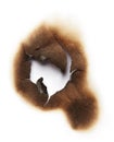 Burnt hole of paper Royalty Free Stock Photo