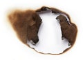 Burnt hole of paper Royalty Free Stock Photo