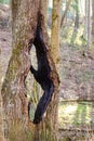 Burnt hollow inside an old tree