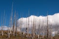 Burnt Lodge Pole Pine Trees in Glacier National Park Royalty Free Stock Photo