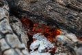 Burnt logs and fire flames close-up. Abstract background Royalty Free Stock Photo