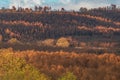 Burnt massive pine tree forest, long shot