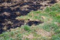 Burnt old dry grass. Fire accident, extremely hot weather and nature