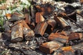 Burnt old rusty cans thrown away in the forest