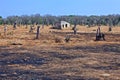 stumps of burnt olive trees due to Xylella in the Salento countryside, Puglia.