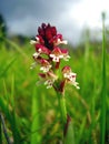 Burnt Orchid