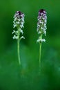 Burnt Orchid, Orchis ustulata, flowering European terrestrial wild orchid, nature habitat, detail of bloom, green clear background