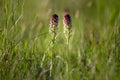 A burnt orchid on a sunny day in springtime