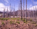 Burnt out Forest Fire Royalty Free Stock Photo