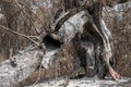 Burnt out tree remnants of a forest fire Royalty Free Stock Photo