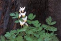 Regrowth of a dutchman`s breeches