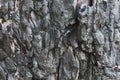 Burnt pine bark.Background of burnt tree trunk.