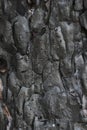 Burnt pine bark.Background of burnt tree trunk.