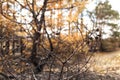 Burnt pine branch after a fire in the woods. fragment of the forest after the summer fire. selective focus Royalty Free Stock Photo