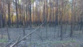 Pine forest after a grassroots fire Royalty Free Stock Photo