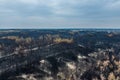 Burnt pine forest top view. dead forest after fire. drone photo